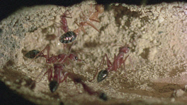 underground nest - bulldog ants - mature adult ant with workers
