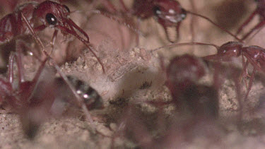 underground nest - bulldog ants - ant workers taking care of young