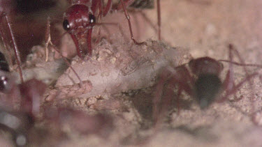 underground nest - bulldog ants - ant workers taking care of young