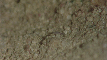 underground nest - bulldog ants - small insect running away from ants