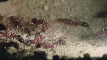 underground nest - bulldog ants - ant workers taking care of young