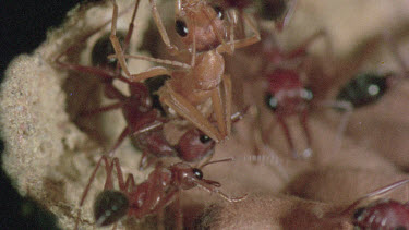 underground nest - bulldog ants - ant worker cleaning mature adult ant while other ants look after the young