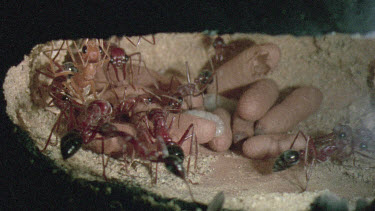 underground nest - bulldog ants - ant worker cleaning mature adult ant while other ants look after the young