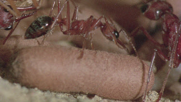 underground nest - bulldog ants - ant worker and cocoon