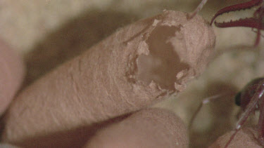 underground nest - bulldog ants - empty cocoon