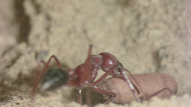 underground nest - bulldog ants - ant worker carrying ant cocoon