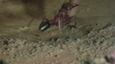underground nest - bulldog ants - ant walking throught tunnel and carrying cocoon