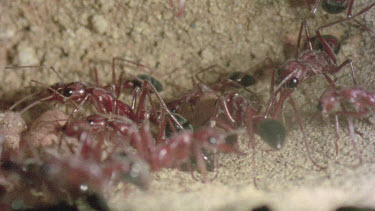 underground nest - bulldog ants - ant carrying cocoon and places it near nest