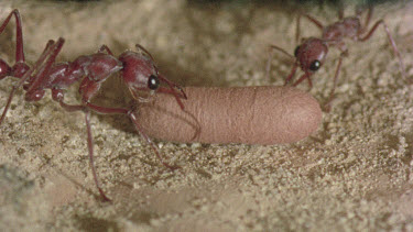 underground nest - bulldog ants - ant workers taking care of cocoon
