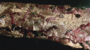 underground nest - bulldog ants - ant workers taking care of cocoon and larvae