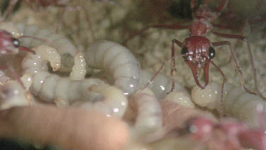 underground nest - bulldog ants - ant workers taking care of cocoon and larvae