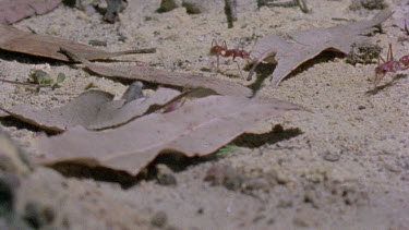 bulldog ants patrol outside nest