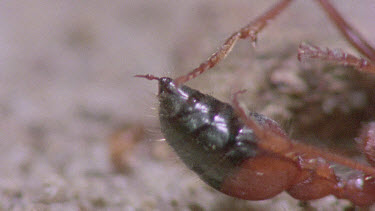 bulldog ant dying after centipede stung back - close up of stinger