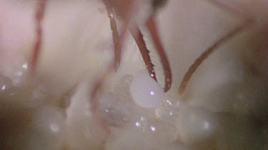 Bulldog Ant worker placing infertile  egg to the larva