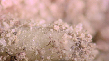 bulldog ant larva