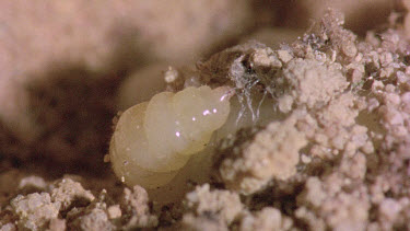 bulldog ant larva