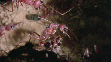 Bulldog Ant worker laying an infertile  egg that will be fed to queen or larva