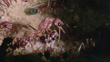 Bulldog Ant worker laying an infertile  egg that will be fed to queen or larva