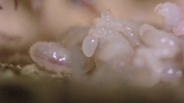 bulldog ant larva eating infertile  egg