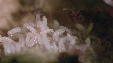 bulldog ant larva eating infertile  egg