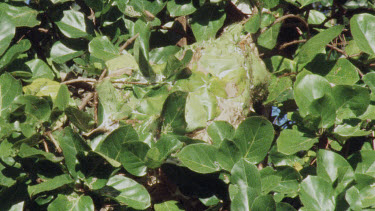 Weaver Ant Nest