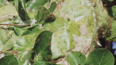 Weaver Ant Nest