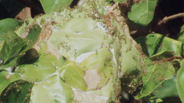 Weaver Ant Nest