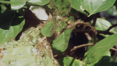 Weaver Ant Nest