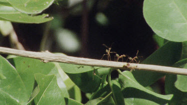 Green Tree Ants