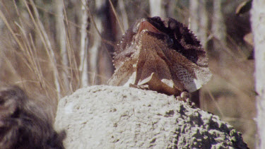 densey clyne photographing Frill-necked lizard