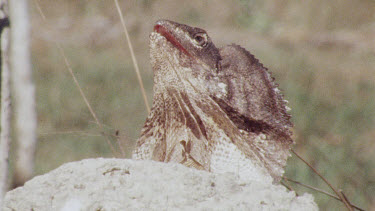 Frill-necked lizard on rock