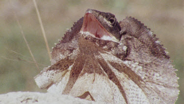 Frill-necked lizard on rock