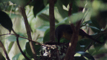 Eastern Yellow Robin attending to young chicks and thens sits on nest