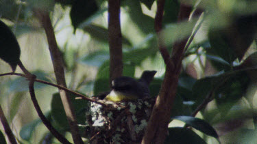 Eastern Yellow Robin sits on nest - young chicks inside