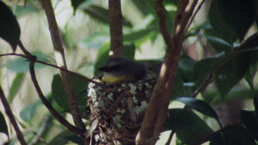 Eastern Yellow Robin sits on nest - young chicks inside - Another Eastern Yellow Robin lands on tree and passes spider to its partner - While the parnter bird swallows the meal and the other Robin fli...