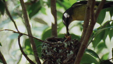 Eastern Yellow Robin perched on branch and feeding young chicks in nest.