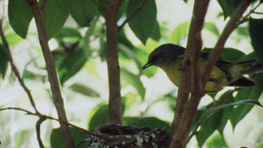 Eastern Yellow Robin perched on branch and feeding young chicks in nest.