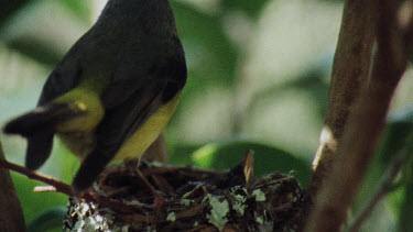 Eastern Yellow Robin perched on tree- near nest- young chicks inside