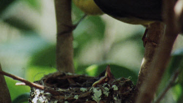 Eastern Yellow Robin perched on tree- near nest- young chicks inside