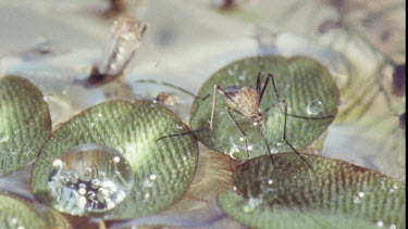 Mosquito on water lily pad. Mosquito Larvae and Mosquito Pupa swimming in water.