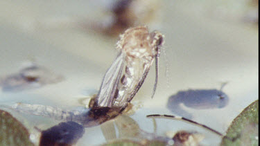 Young Adult Mosquito emerging from Pupa.