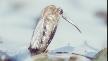 Young Adult Mosquito emerging from Pupa.