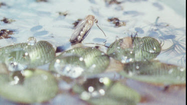 Young Adult Mosquito emerging from Pupa.