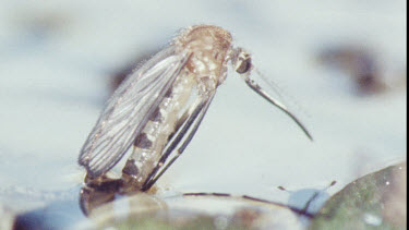 Young Adult Mosquito emerging from Pupa.