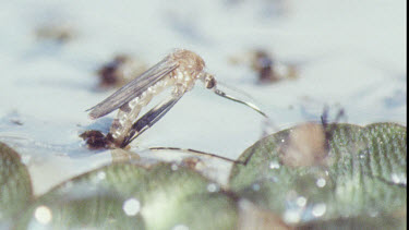 Young Adult Mosquito emerging from Pupa.