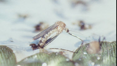 Young Adult Mosquito emerging from Pupa.