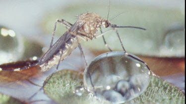 Mosquito on water lily pad. Mosquito Larvae and Mosquito Pupa swimming in water.