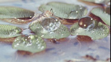 Mosquito on water lily pad. Mosquito Larvae and Mosquito Pupa swimming in water.