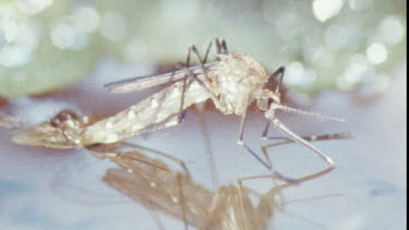 Young Adult Mosquito on water surface.