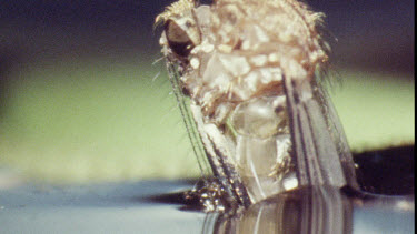 Young Adult Mosquito emerging from Pupa.